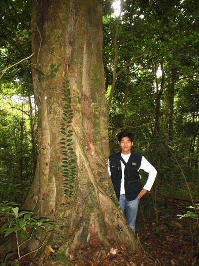 Những[-]thứ[-]đắt[-]như[-]vàng[-]ròng[-]trong[-]đại[-]ngàn[-]Hoàng[-]Liên